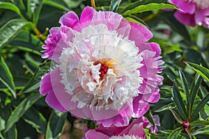 Peony Bark Stubbs - magnificent anemone-shaped flowers that look like a pink-crimson saucer, consisting of the lower petals.