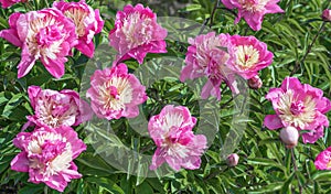 Peony Bark Stubbs - magnificent anemone-shaped flowers that look like a pink-crimson saucer, consisting of the lower petals