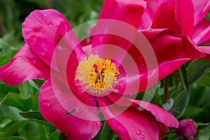 Peony blossom with dark pink petals and yellow stamen
