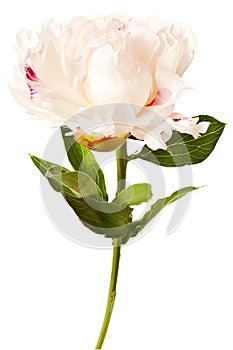 Peony Blossom isolated on a white background