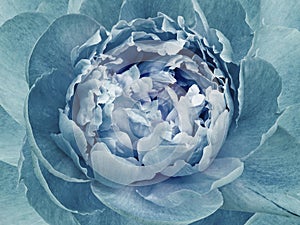 Peony blue flower. Macro. Motley big flower. Background from a flower.