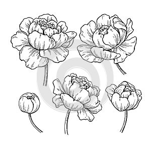 Peony botanical drawing. Vector hand drawn engraved flower set.