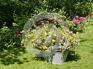 Peony bouquet in garden