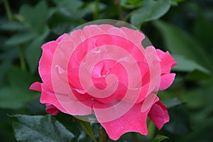 Peony in Buckfast Abbey