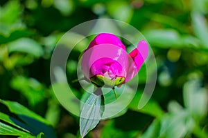 Peony bud