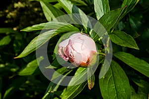 Peony bud