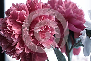 The peony bud with dew drops. Pink flower with water drops