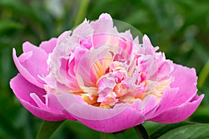 Peony bud with leaves on the background.