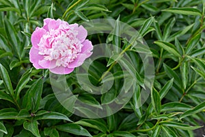 Peony bud with leaves on the background.