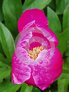 Peony bud petals opening after rain shower