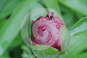 Peony bud with rain drops