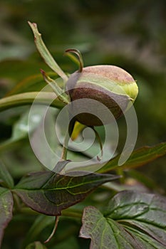 Yellow peony bud in German garden