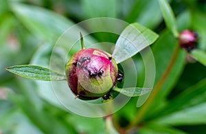peony buds with crawling ants