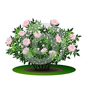 Peony bush with green leaves and flowers