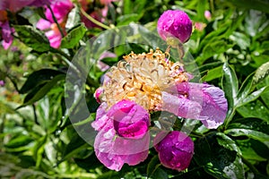 Peony bush after rain