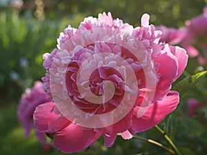 Peony `Edulis Superba` in the sunlight