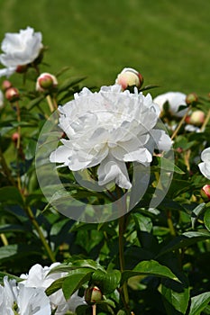 Peony Festiva Maxima