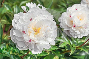 Peony Festiva Maxima is a versatile plant that looks equally great in single and group plantings, and even in cut. photo