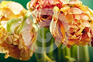 Peony or Finola Double Tulip on Green Background