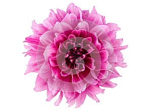 Peony flower photo