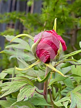 Peony flower