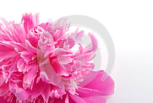 Peony flower