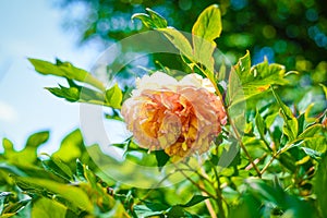 Peony flower