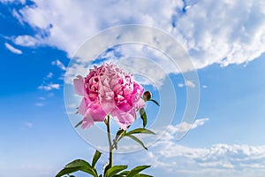 Peony flower against blue sky baackground. photo