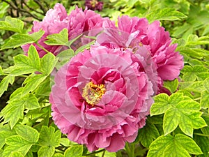 This is a peony flower and also the national flower of China.