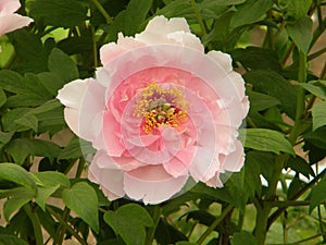 This is a peony flower and also the national flower of China.