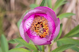 Pink peony wild flower peonies flowers peonie paeonia paeony peon garden wedding yellow bush purple blossom single peonia close up photo