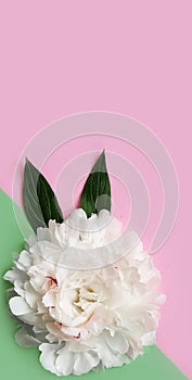 Peony flower   blooming  seasonbackground frame photo