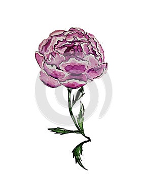 the peony flower blooms in spring or early summer in lilac color with fluffy delicate