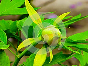 Peony flower bud