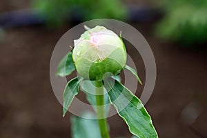 Peony flower buds after rain. photo