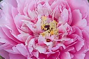 Peony Flower Bundles