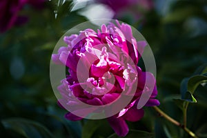 Peony flower, close-up