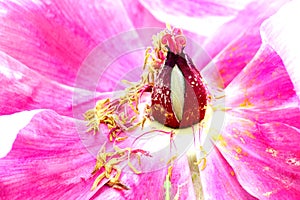 Peony Flower CloseUp Of Pistil Fading Stamen, Vibrant Colours