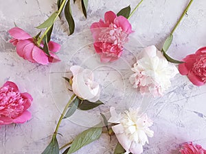 Peony flower on concrete background frame natural