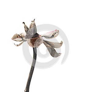 Peony flower decay isolated