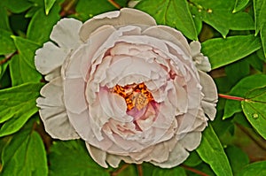 Peony flower with delicate pink petals and a yellow center on a branch with green leaves