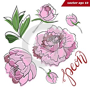 Peony flower elements set with leaves and hand lettered sign