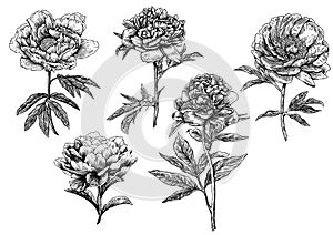 Peony, flower, engraving, drawing, vector, illustration