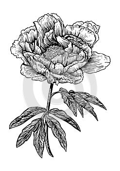 Peony, flower, engraving, drawing, vector, illustration