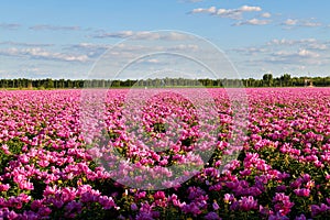 The peony flower fields scenic