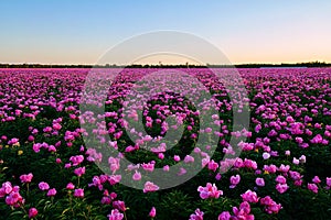 The peony flower fields sunset scenic