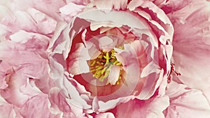 Peony flower. Floral pink background. Macro. Nature