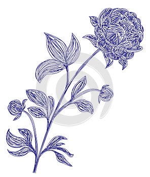 Peony flower. Hand drawn floral vector illustration. Pen or marker sketch. Hand drawn design print. Natural pencil