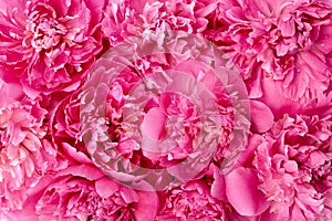 Peony flower heads