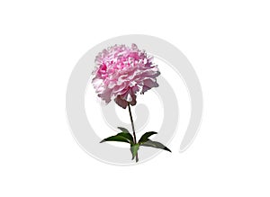The peony flower is highlighted on a white background. photo
